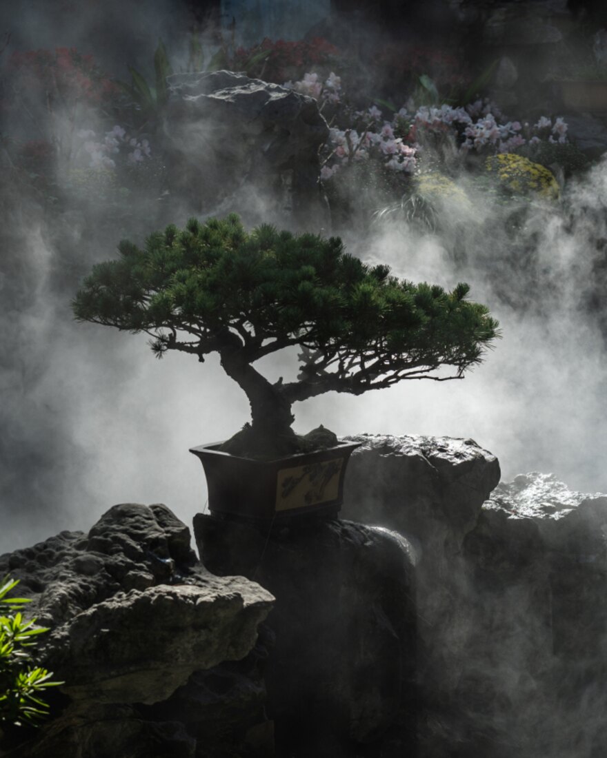 Bonsai Cultivation